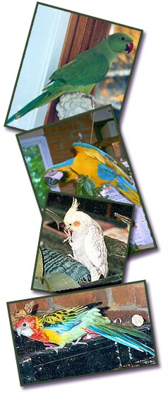 birds4 (1)